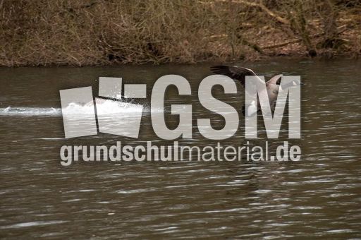 Kanadagans (15 von 15).jpg